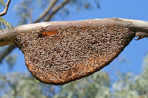 Hive sleeve
